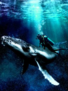 モビーズのイメージ写真 ザトウクジラとダイバー